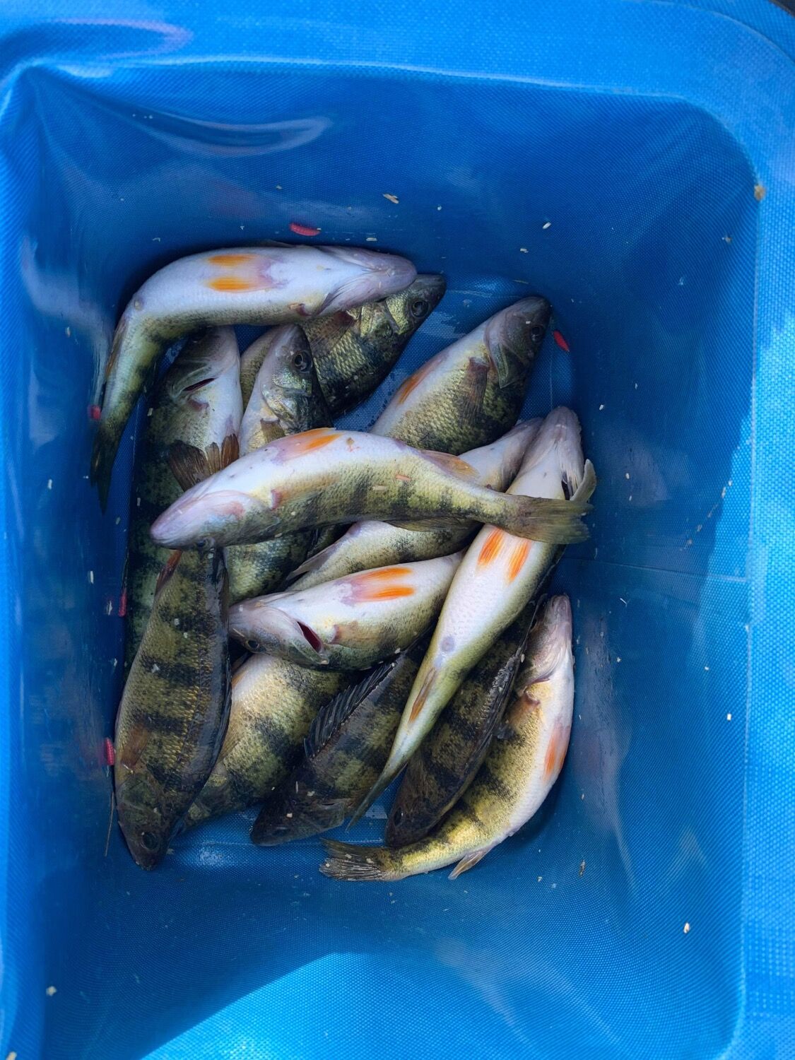 Ice Fishing